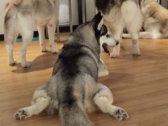 -Husky Go! 哈士奇体验馆·宠物咖啡厅狗咖