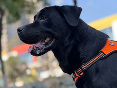 -瑞鹏宠物医院·超声·骨科·奇麟分院(蜀都万达店)