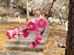 -杭州植物园