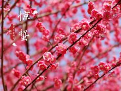 -香雪海