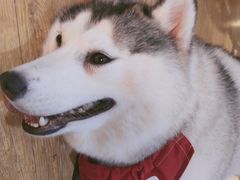 -Husky Go! 哈士奇体验馆·宠物咖啡厅狗咖