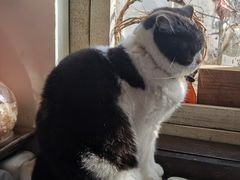 -海边的猫和咖啡馆