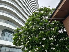 -瑰丽酒店·海吧·天际下午茶·现场DJ·天台酒吧
