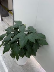 -悟空祛痘·诺奖技术专业店