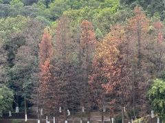 -番禺大夫山森林公园