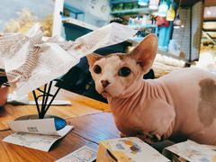 -猫小院猫主题咖啡厅(北锣店)