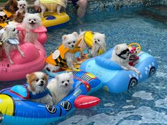 -汪说喵讲宠物乐园宠物酒店(红星美凯龙店)