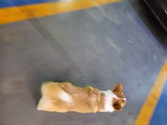 -FAELING PETS美天灵宠物(富力广场店)