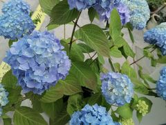 -春风十里咖啡馆