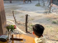 -上海野生动物园老虎餐厅