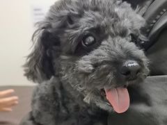 -美联众合动物医院·24h转诊中心
