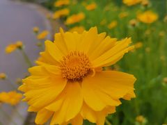 -永定河休闲森林公园