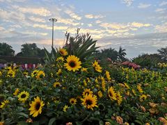 -深圳国际园林花卉博览园