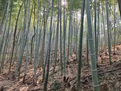 -上海佘山国家森林公园天马山园