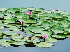 -溱湖国家湿地公园