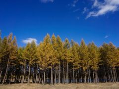 -塞罕坝国家级自然保护区