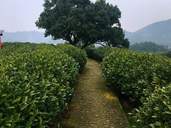 -帐篷客·溪龙茶谷度假酒店