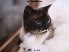 -宠爱国际动物医院· 猫科· 外科·中兽医(长白店)
