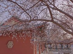 -桃花堤公园