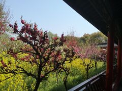 -南汇桃花村