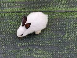 -萌宠亲子动物乐园(槐房万达店)