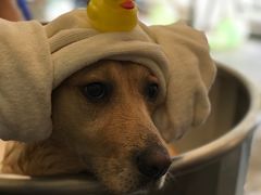 -PETKIT小佩宠物(古北店)