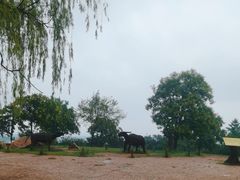 -北京西山国家森林公园