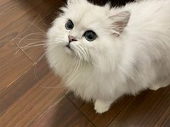 -喵zoo家庭繁育猫舍(尖东智能花园店)