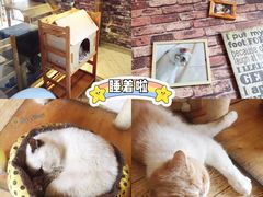 -喵园·猫主题咖啡厅·撸猫·猫咖(国贸店)