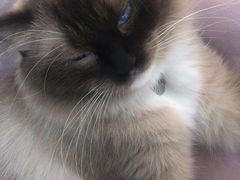 -糯米喵星人·撸猫猫舍咖啡馆(西市场嘉华店)