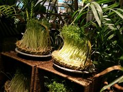 -大头椰·椰子鸡火锅(南宁万象城店)