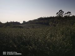 -锄山村