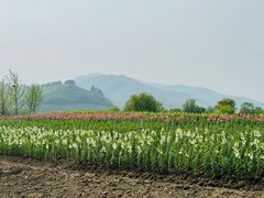 -径山花海