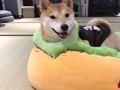 -逗柴咖啡屋·狗咖猫咖宠物桌游