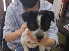 -酷狗靓猫宠物·洗护·美容·寄养(航北路店)