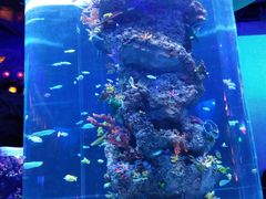 -芜湖新华联大白鲸海洋公园