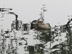 -西湖外事游船(花港观鱼码头)