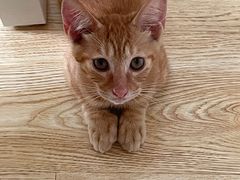 -派特宠物医院(圆融广场店)