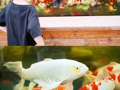 -菊园百果园