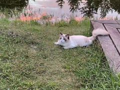 -欣宠猫屋·矮脚拿破仑·蓝金金渐层