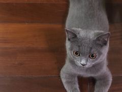 -东方名猫馆·英短金渐层布偶猫舍(环线广场1号楼店)