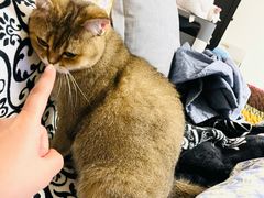 -纳吉亚猫专科动物诊疗中心(蒋宅口分院)