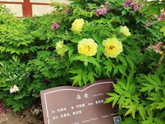 -曹州百花园