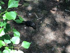 -帽儿山国家森林公园