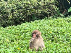 -海南热带野生动植物园