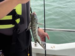 -鑫艋游艇海钓俱乐部