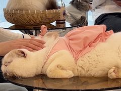 -共舞时光猫咖·狗咖(新街口店)