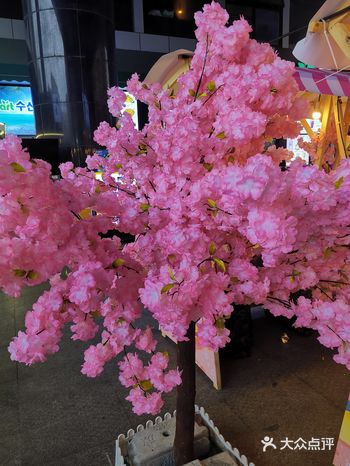 韩国街樱花季，春光明媚赏樱花