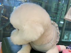 -帕帕拉兹宠物(亚洲旗舰店)