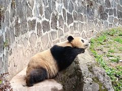 -都江堰中华大熊猫苑